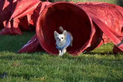 Chihuahua qui sort d'un tunnel d'agility