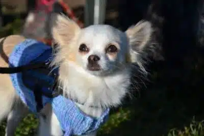 Chihuahua avec petit pull bleu