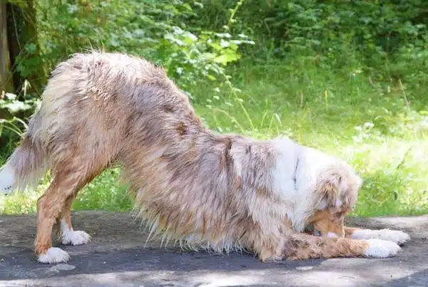 Chien qui fait un salut avec la tête en bas