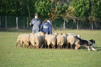 Mathilde et Mouki, berger australien, avec un troupeau de brebis