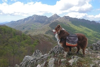 Un chien avec des sacoches à la montagne