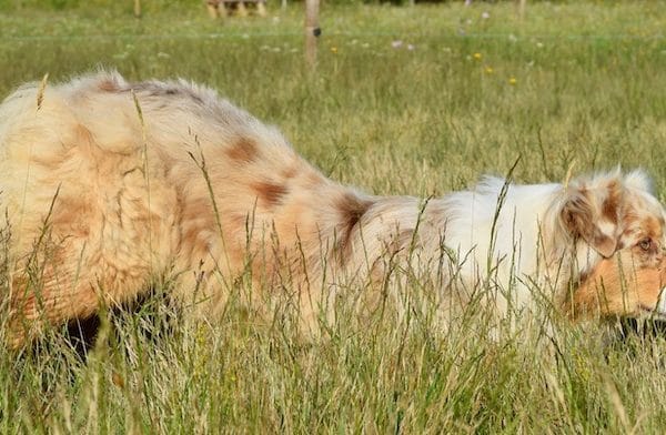 chien calme en maintien de position salut