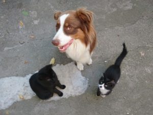 un chien avec ses copains chats