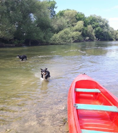 chiens dans l'eau