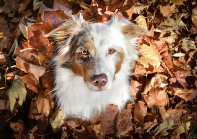 chien dans les feuilles d'automne