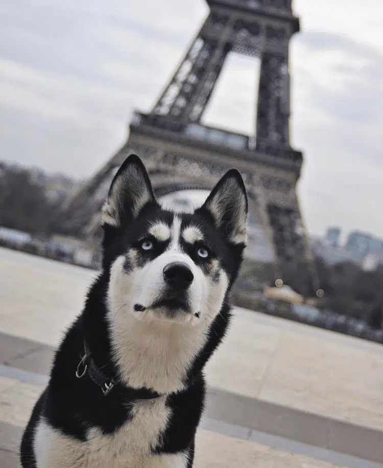 husky tour eiffel