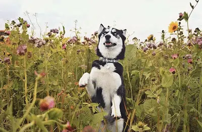 husky la belle