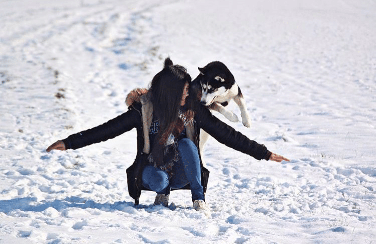 Husky neige dog dancing