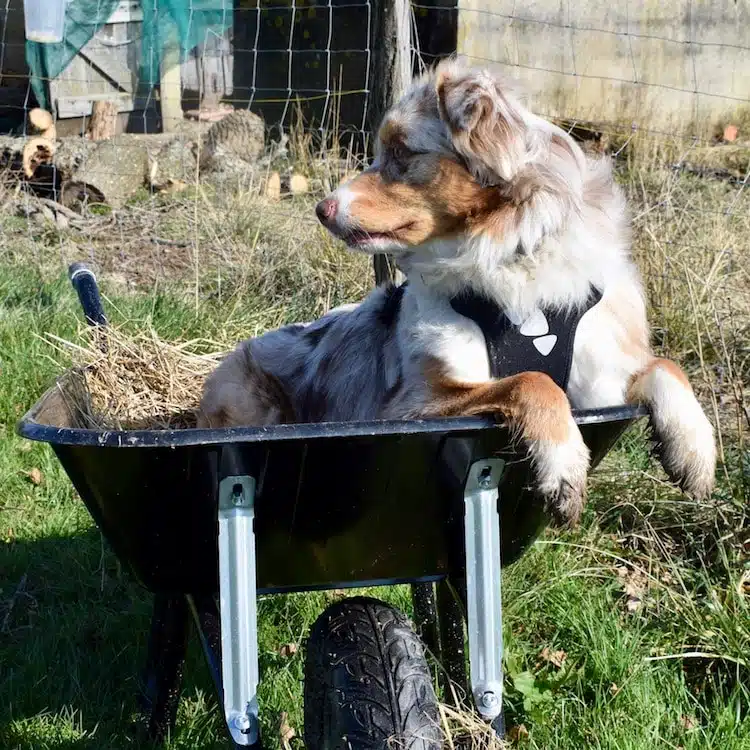 chien couché avec harnais