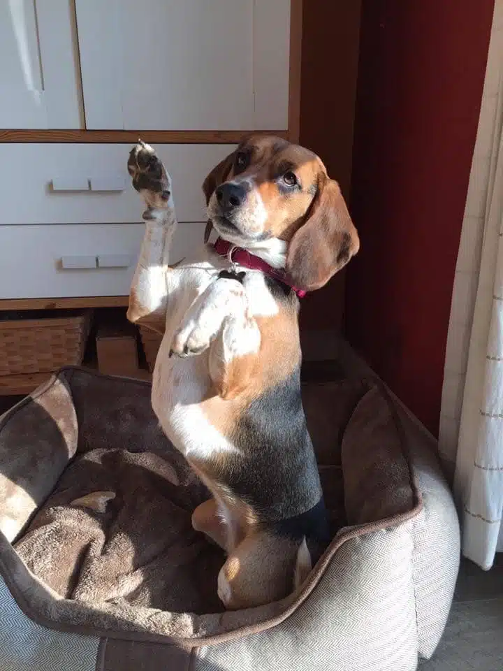 nala dog dancing