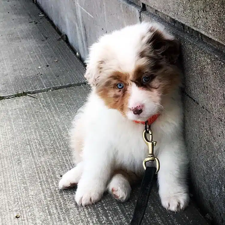 aussie wall