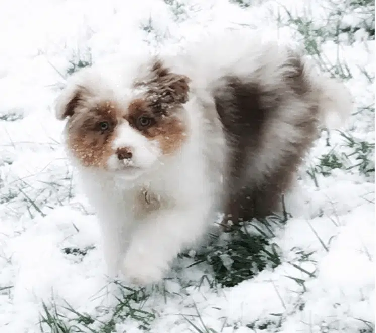 oz neige dog dancing aussie