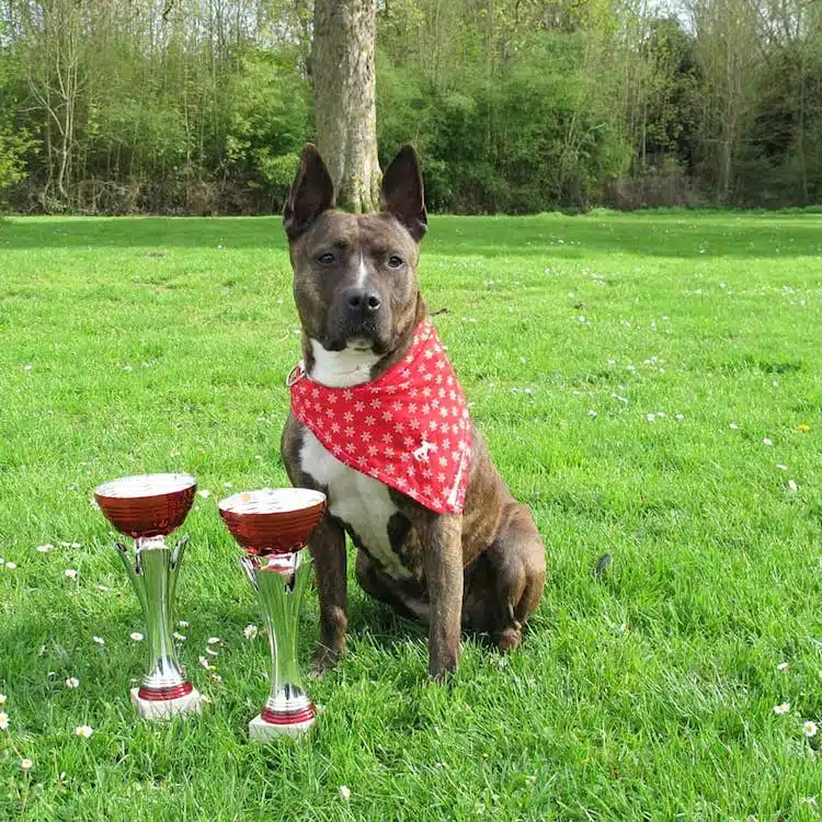 american staff championne de dog dancing