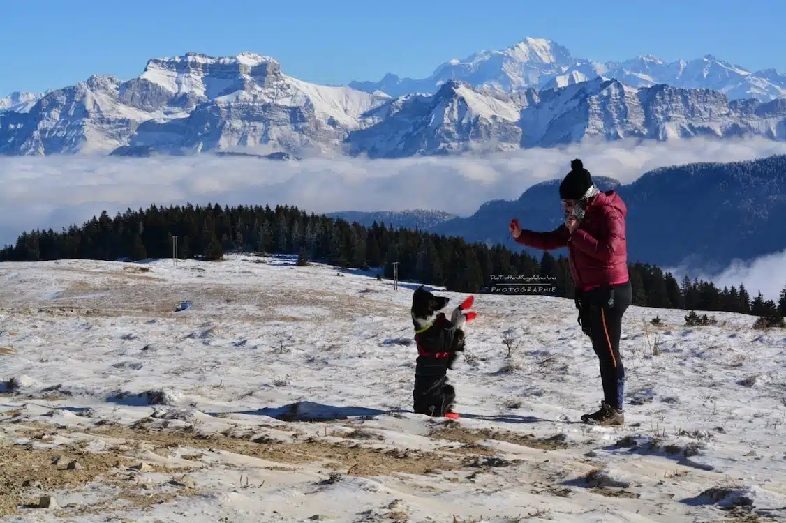 dog dancing montagne border collie