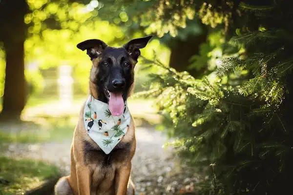 ares malinois ambassadeur danse avec ton chien