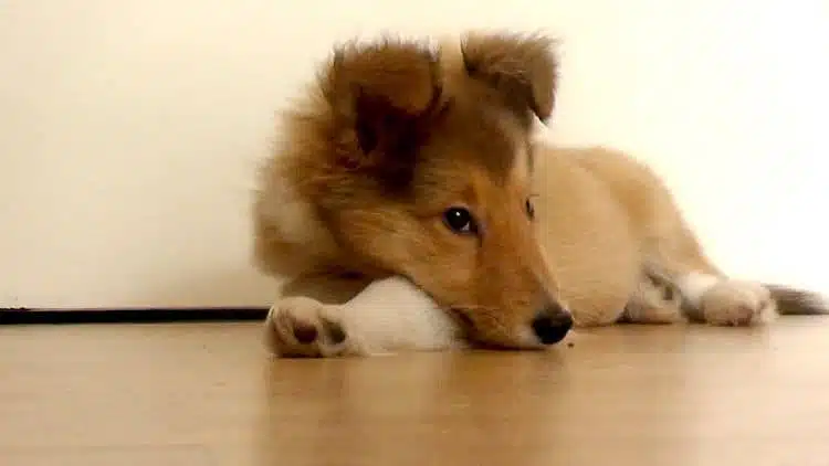shetland bébé