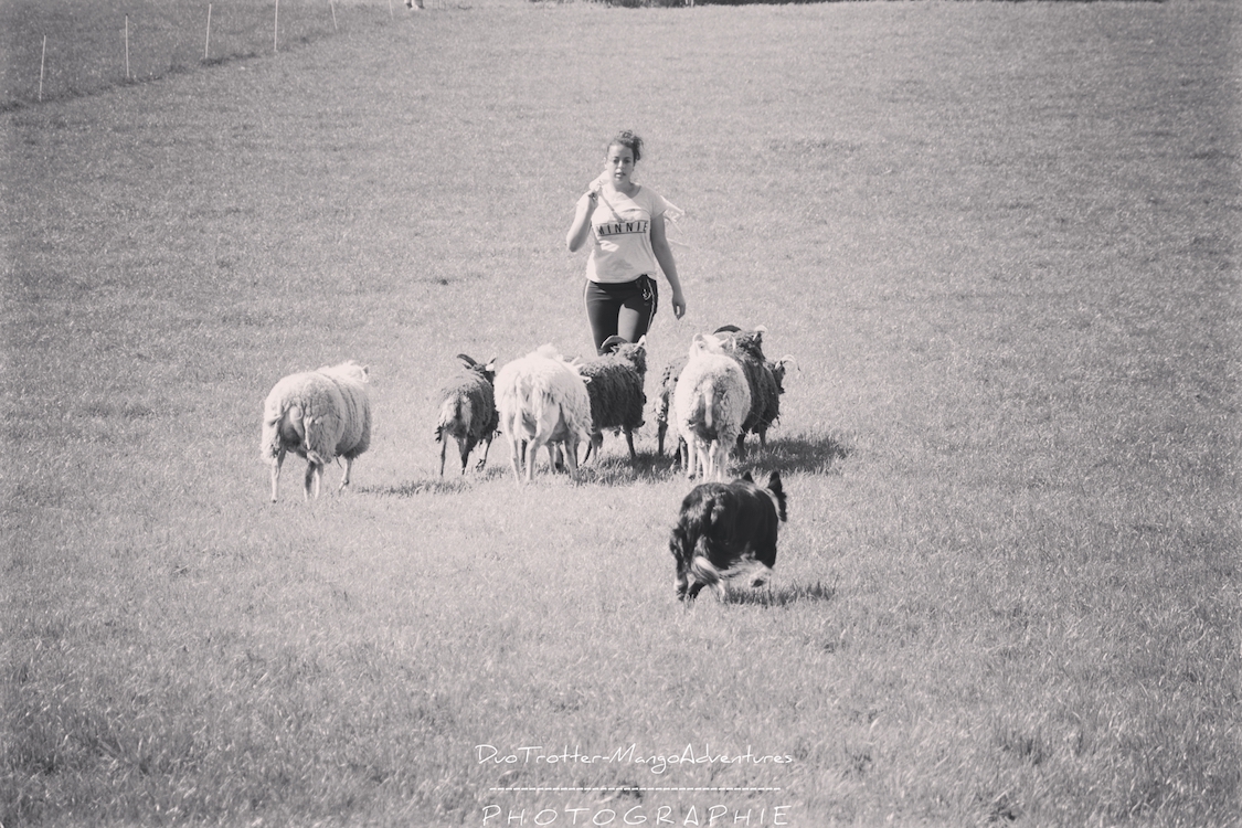 border collie, mouton, troupeau