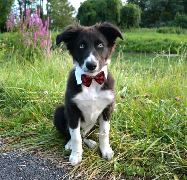 border collie chiot, dog dancing