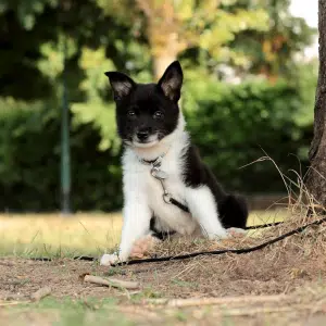 berger isrlandais chiot