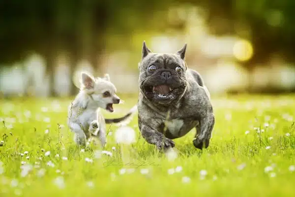bouledogue francais et chihuahua qui courent