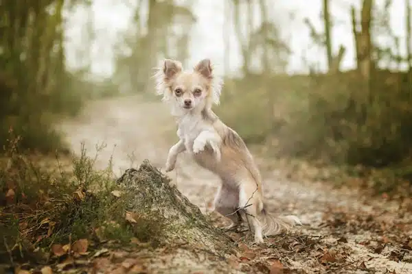 chihuahua tricks dog dancing