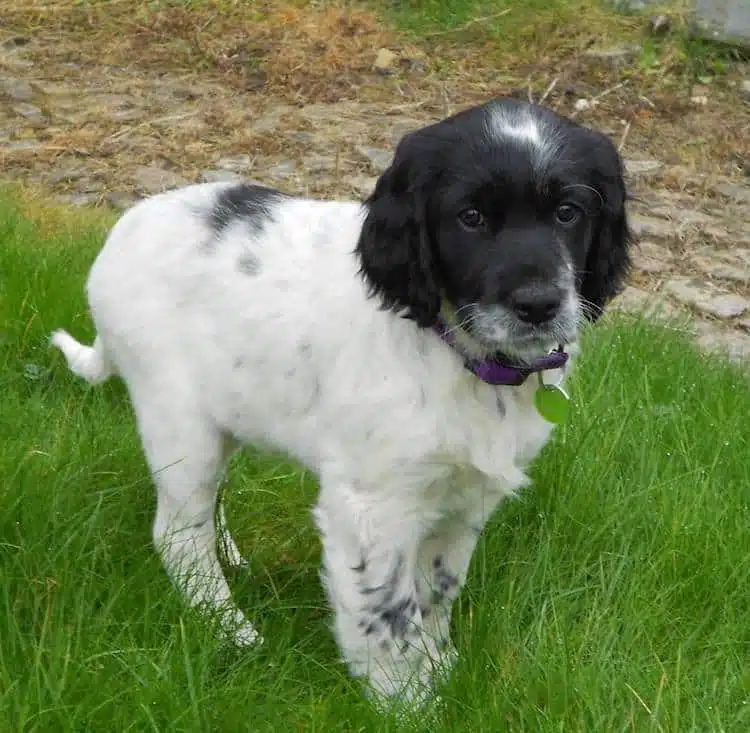 setter anglais bébé