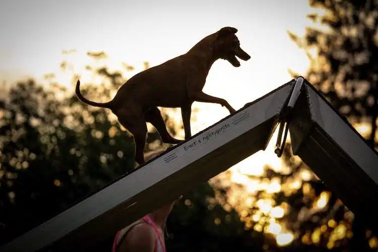 pinsher agility