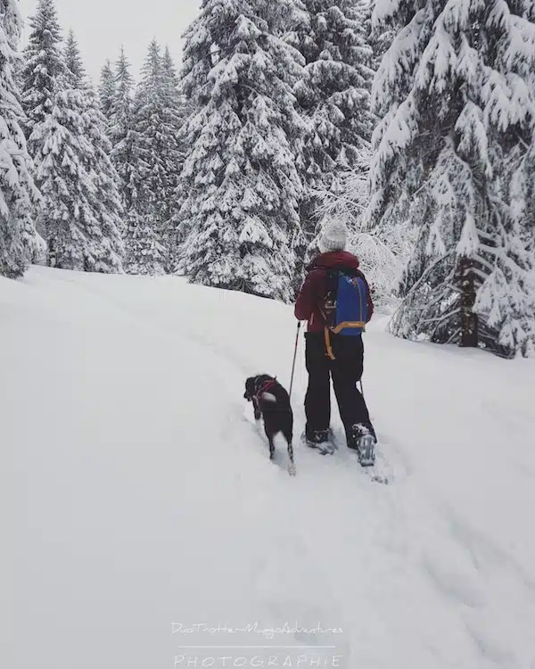 randonnée, neige, border collie
