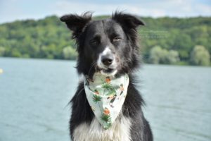 border collie, bandana, dog dance