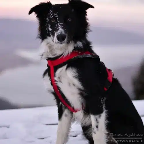 border collie, neige, dog dancing