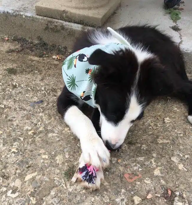 border collie bébé
