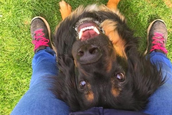 Hovawart, chien avec malformation, dog dancing