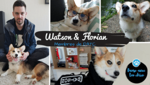 Watson, corgi, dog dancing, danse avec ton chien