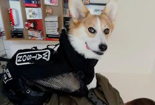 Watson corgi dog