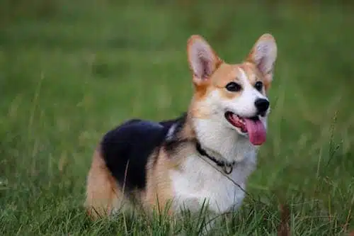 corgi dans l'herbe, dog dancing