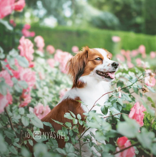 ludie, chien dans les plantes, cynotopia, fitness canin