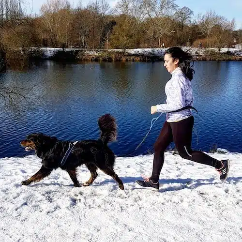 canicross dans la neige