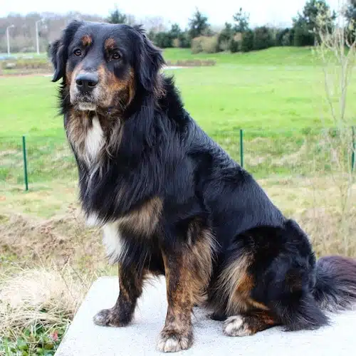 berger australien, dog dancing, assis, chien noir et fauve