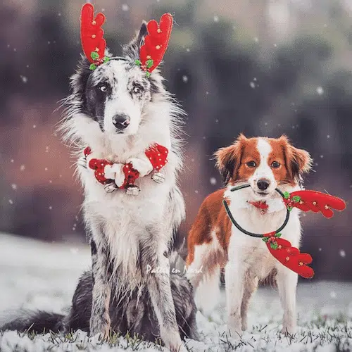2 chiens déguisés pour noël