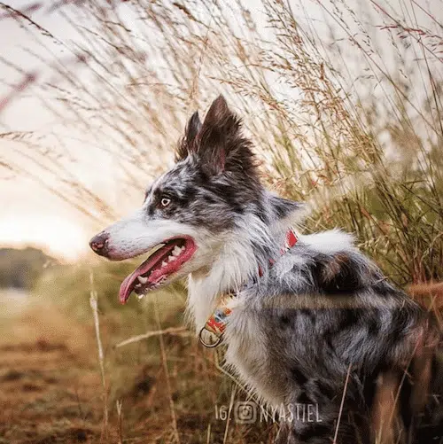 border colie, tricks, cynotopia, gris merle