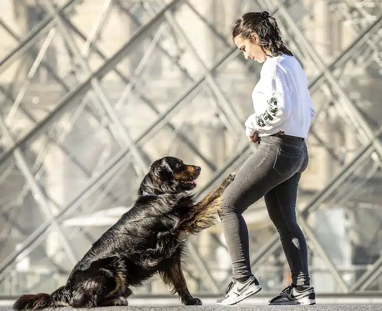 berger australien dog dancing devant le louvre