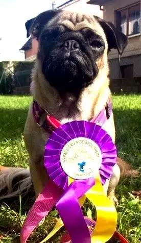 never championne de dog dancing