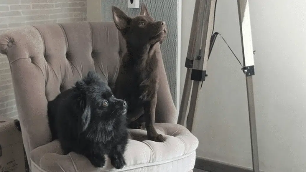 2 chiens dog dancer