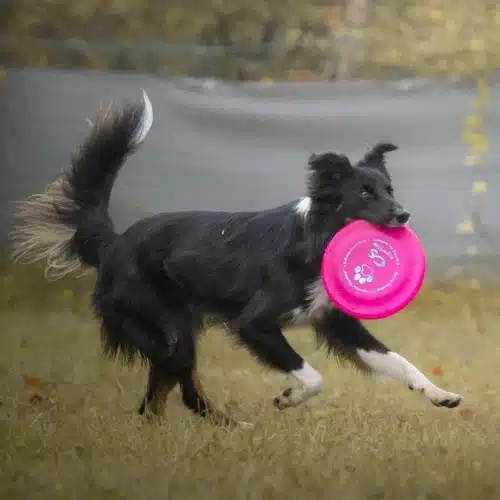 bordercollie frisbee