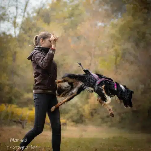 bordercollie salto dog dancing