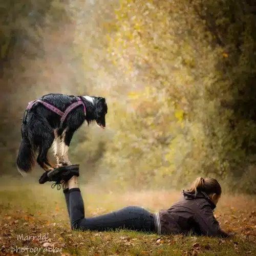bordercollie sur les pieds dogdancing tricks