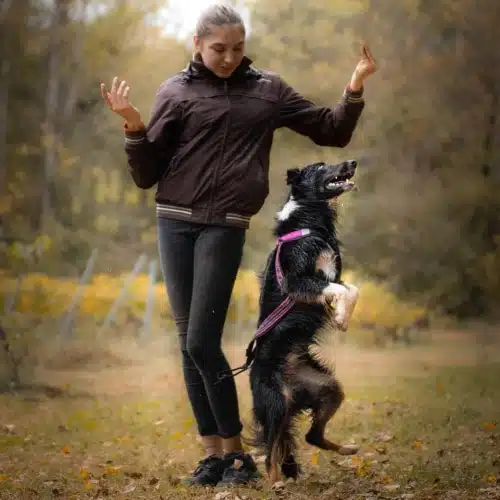 bordercollie aika dog dancing tricks