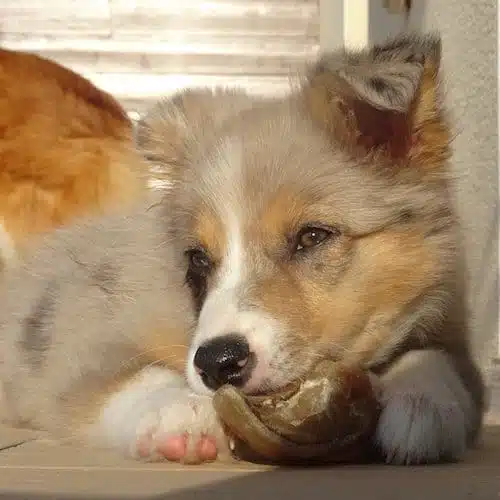 chiot border collie qui joue seul