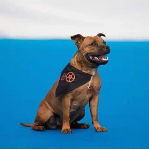 staffy dog dancing
