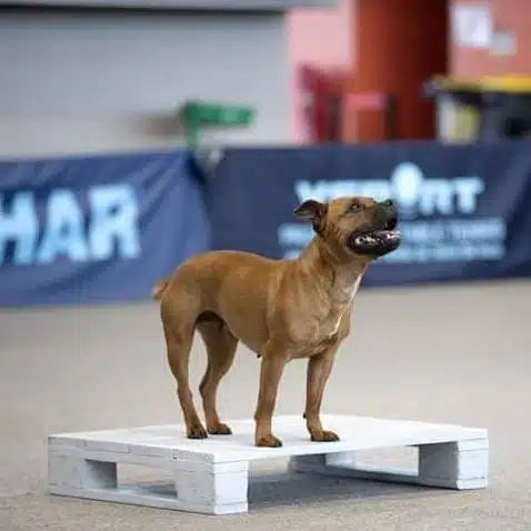 staffy grand prix de france